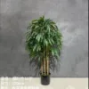 "Fresh and clean plants" Specification image